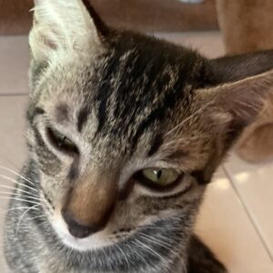 Profile picture of Nasrul Haziq